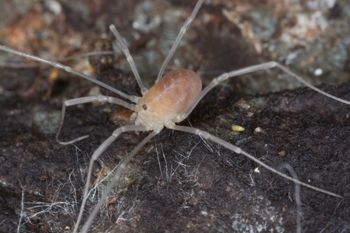 Media type: image;   Invertebrate Zoology 43689